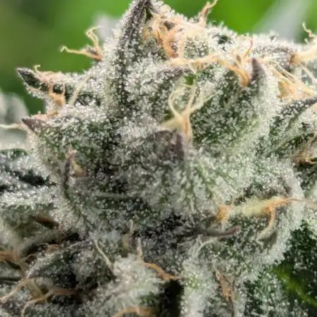 Black Lobster - Cipher Genetics