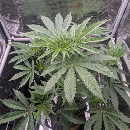 Black Cherry Gushers - Barney's Farm