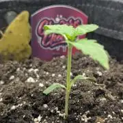 Zkittlez - Growers Choice