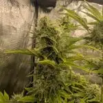 Tropicana Cookies Auto 1