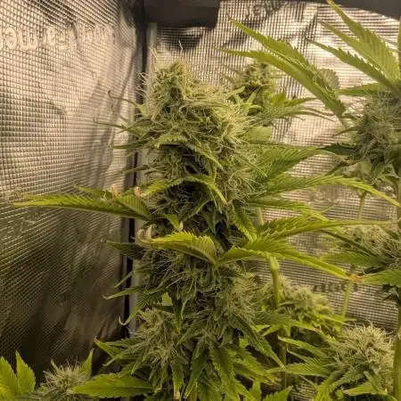 Tropicana Cookies Auto 1