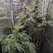 Kush Mass Auto - G1