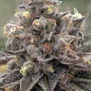 Shake Back - Compound Genetics