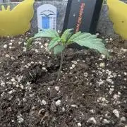 Wizard Fuel - Wizard Trees