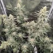 Kush Mass Auto - G1