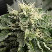 Privileged Baddie - Anesia Seeds