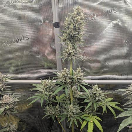 Toad Venum Auto - Growers Choice