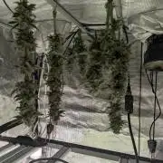 Zkittlez - Growers Choice