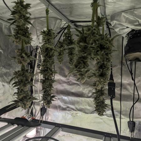 Zkittlez - Growers Choice