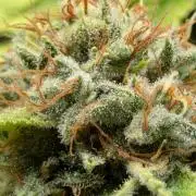 Girl Scout Cookies - Kannabia