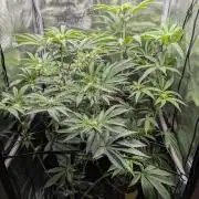 Blue Zushi - Dutch Passion