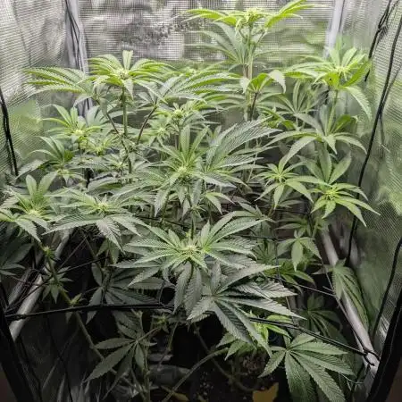 Blue Zushi - Dutch Passion