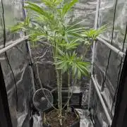 Blue Zushi - Dutch Passion