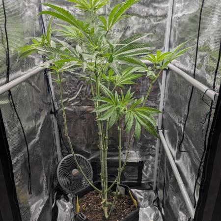 Blue Zushi - Dutch Passion