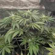 Zkittlez - Growers Choice