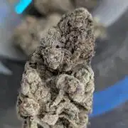 Zhampagne - Compound Genetics