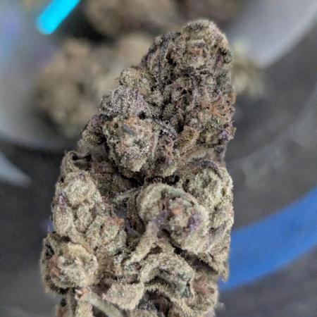 Zhampagne - Compound Genetics