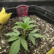 RS11 x Banana OG - G2