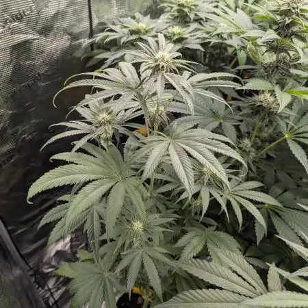 Bubblegum Gelato - Barney's Farm