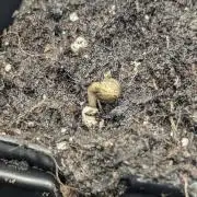 Wizard Fuel - Wizard Trees