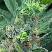 Bubblegum Gelato - Barney's Farm