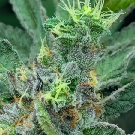 Bubblegum Gelato - Barney's Farm