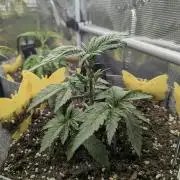 British Delight - Wizard Trees