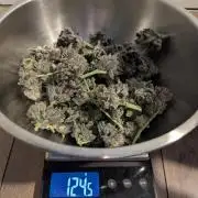 RS11 x Banana OG - Barney's Farm