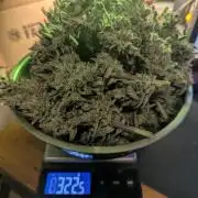 Runtz Auto - Zamnesia