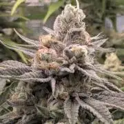 ZkyscraperZ - N.Y.Ceeds