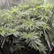 Black Cherry Gushers - Barney's Farm