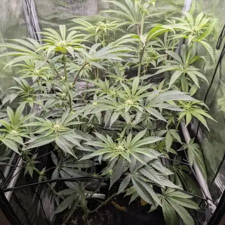 Black Cherry Gushers - Barney's Farm