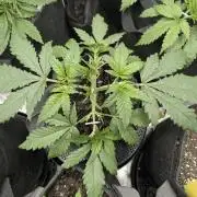 Papaya Zoap Auto - G2