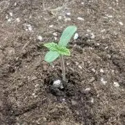 British Delight - Wizard Trees