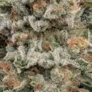 Wizard Fuel - Wizard Trees
