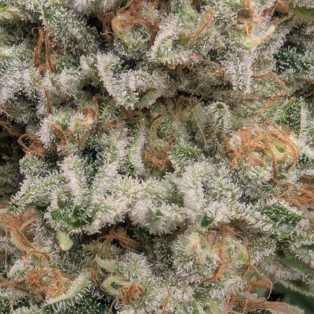 Wizard Fuel - Wizard Trees