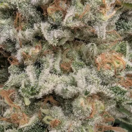 Wizard Fuel - Wizard Trees