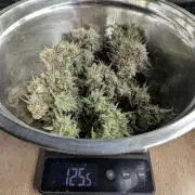 AlienZ Automatic - Greenhouse Seed Co.