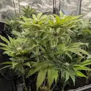 Monaco - Nine Weeks Harvest