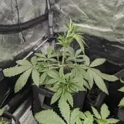 Black Cherry Gushers - G2