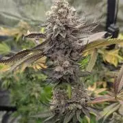 Shake Back - Compound Genetics