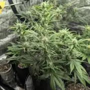 Do-Si-Dos Auto - Zamnesia