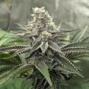 New Money - Compound Genetics
