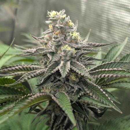 New Money - Compound Genetics