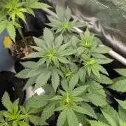 Privileged Baddie - Anesia Seeds