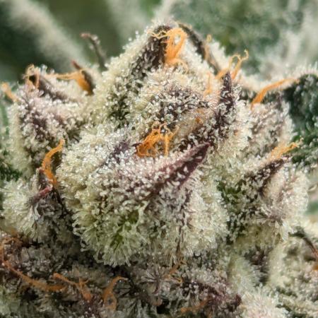 Black Lobster - Cipher Genetics