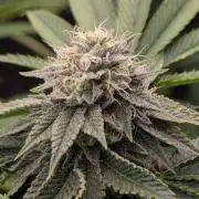 Big Z - Wizard Trees