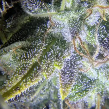 Tropicana Cookies Auto - G1