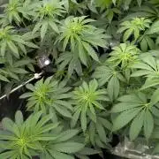 Shake Back - Compound Genetics