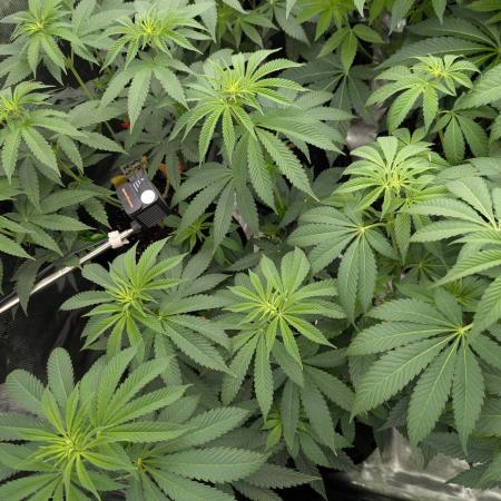 Shake Back - Compound Genetics